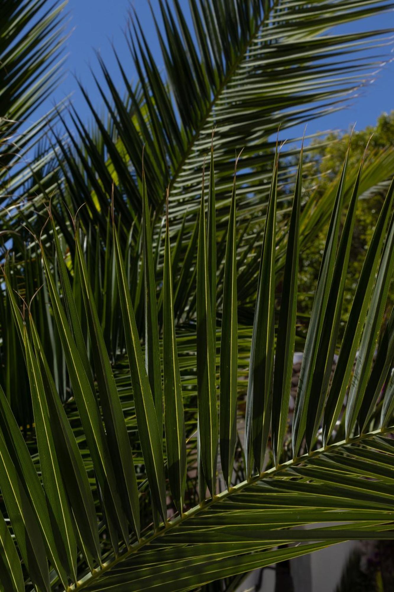 Bed and Breakfast La Casa del Burro Nerja Esterno foto